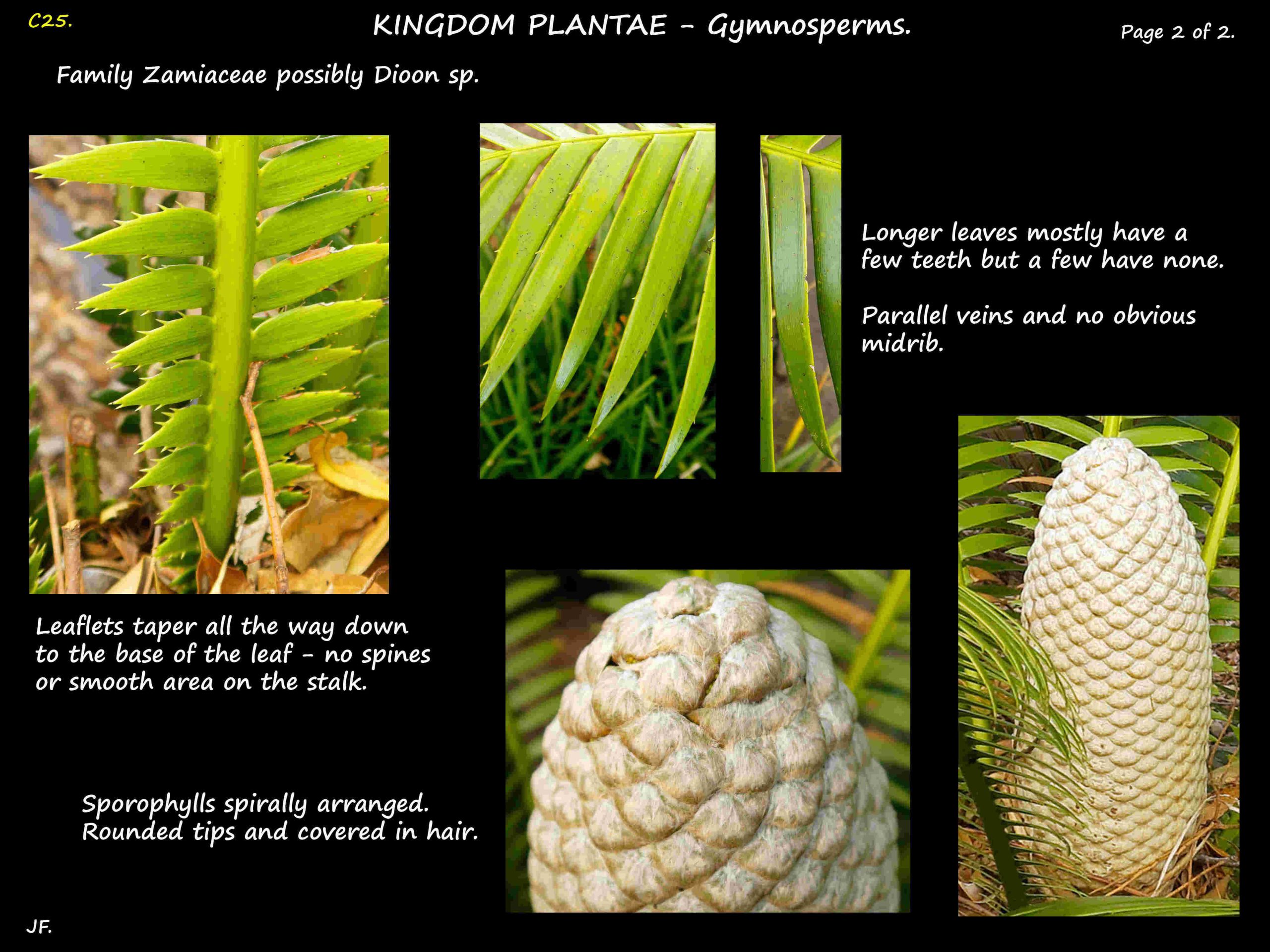 6 Dioon leaflets